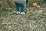 Picking apples in the pumpkin patch