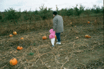 Looking for a pumpkin