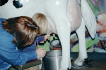 Maeve milking a cow