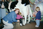Hilde milking a cow