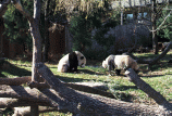 Pandas playing