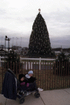 National Christmas Tree