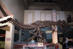 Dinosaur skeleton