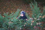 Snipping from the bushes